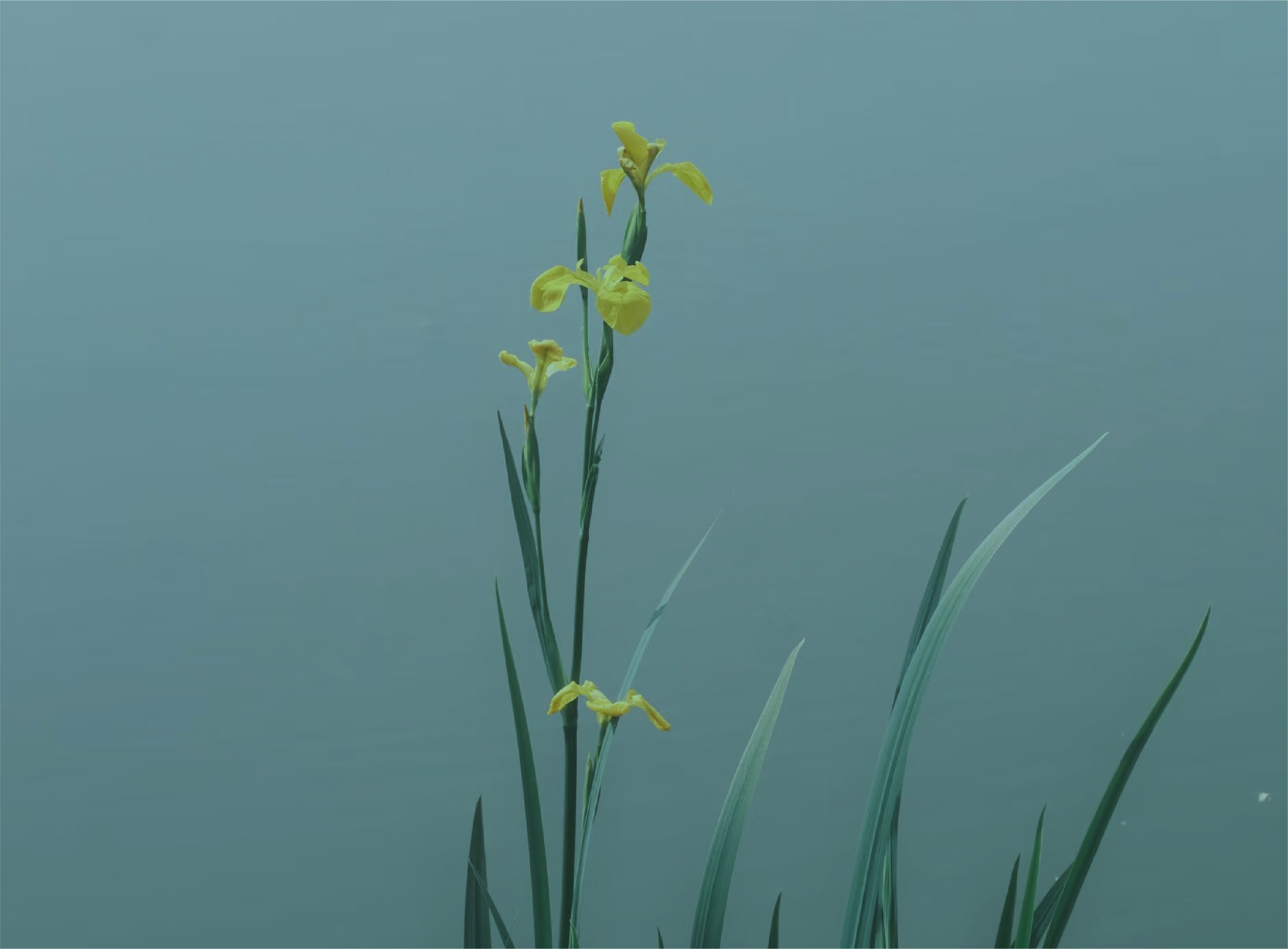 蓝绿花卉背景